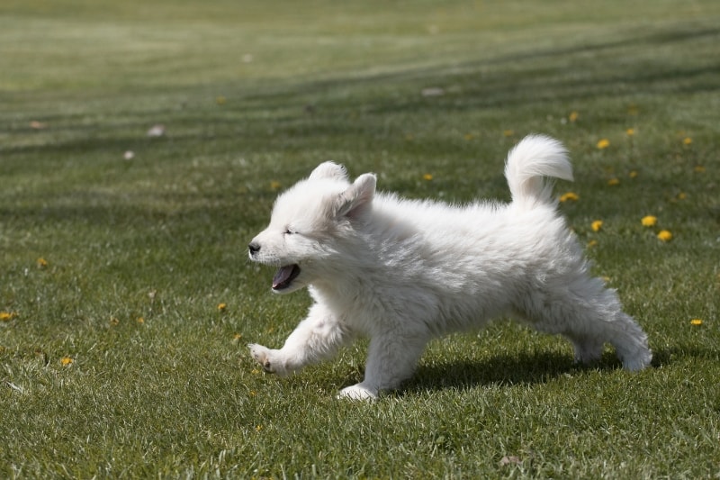 Frequently Asked Questions About Great Pyrenees