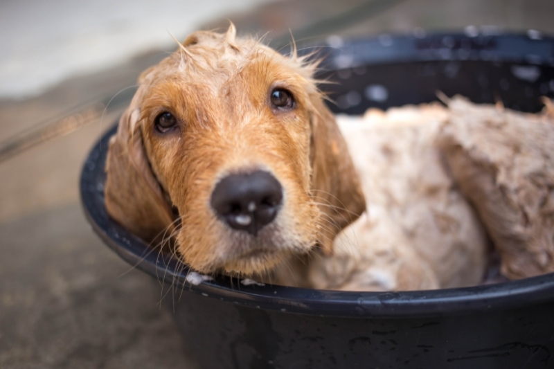 How to Choose the Best Shampoo for Golden Retrievers