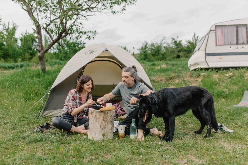How to Determine the Right Tent Size for Your Dog