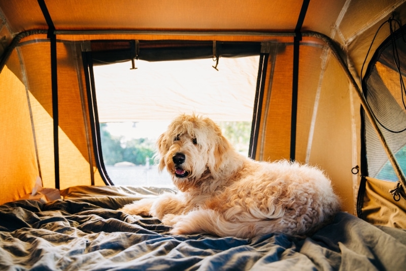 Importance of Dog-Friendly Features in Tents