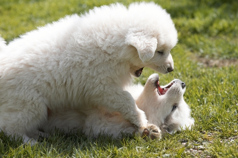 Key Factors to Consider Before Choosing Brush for Great Pyrenees