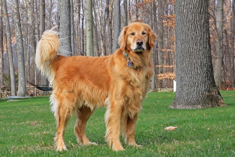 Looking for Additional Benefits in Shampoo for golden retrievers