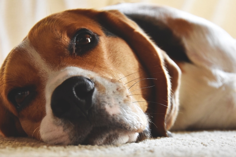 Observing Your Beagle’s Brushing Preference