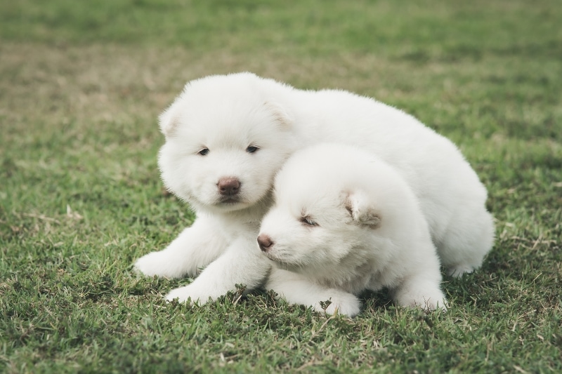 Selecting the Right Brush for Great Pyrenees