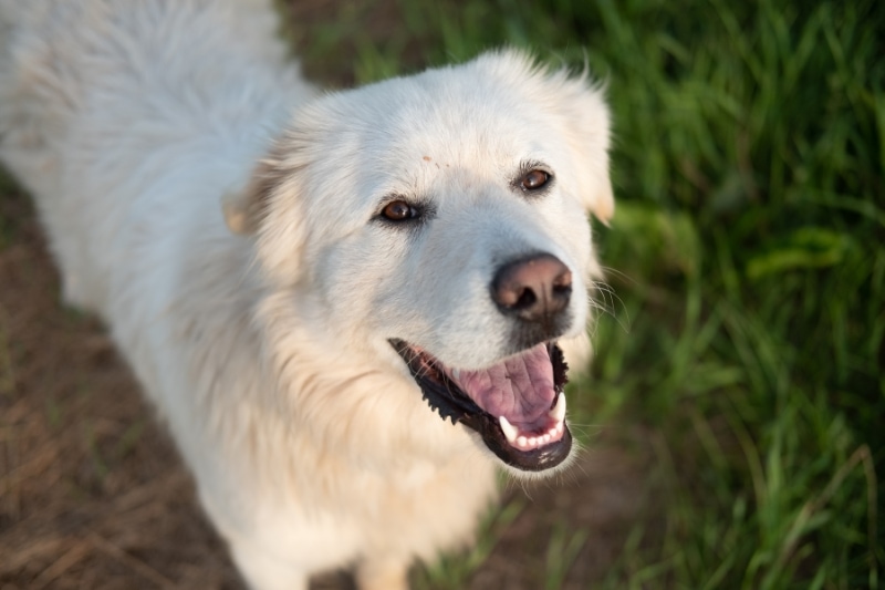 The Shedding Season Savior for Great Pyrenees