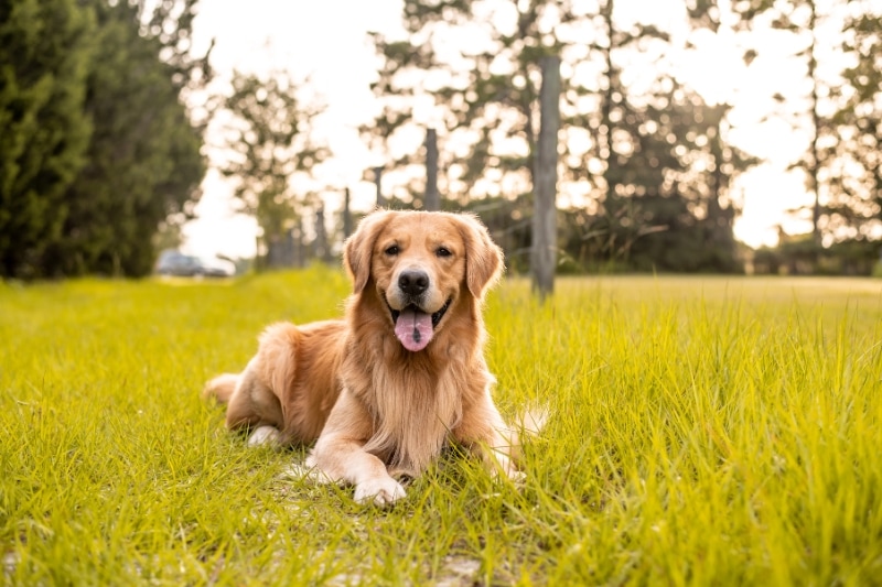 Why Special Shampoo for Golden Retrievers