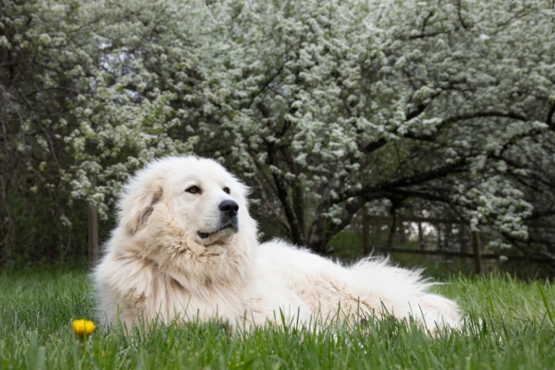 best brush for great pyrenees