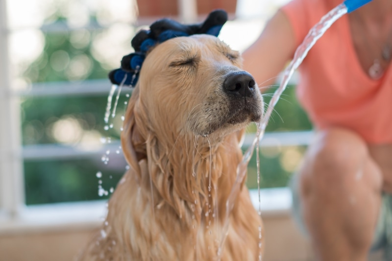 best dog shampoo for golden retrievers buyer's guide